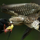 Illustration for article titled A GPS-Equipped Falcon Could Keep Birds From Flying Into Wind Turbines